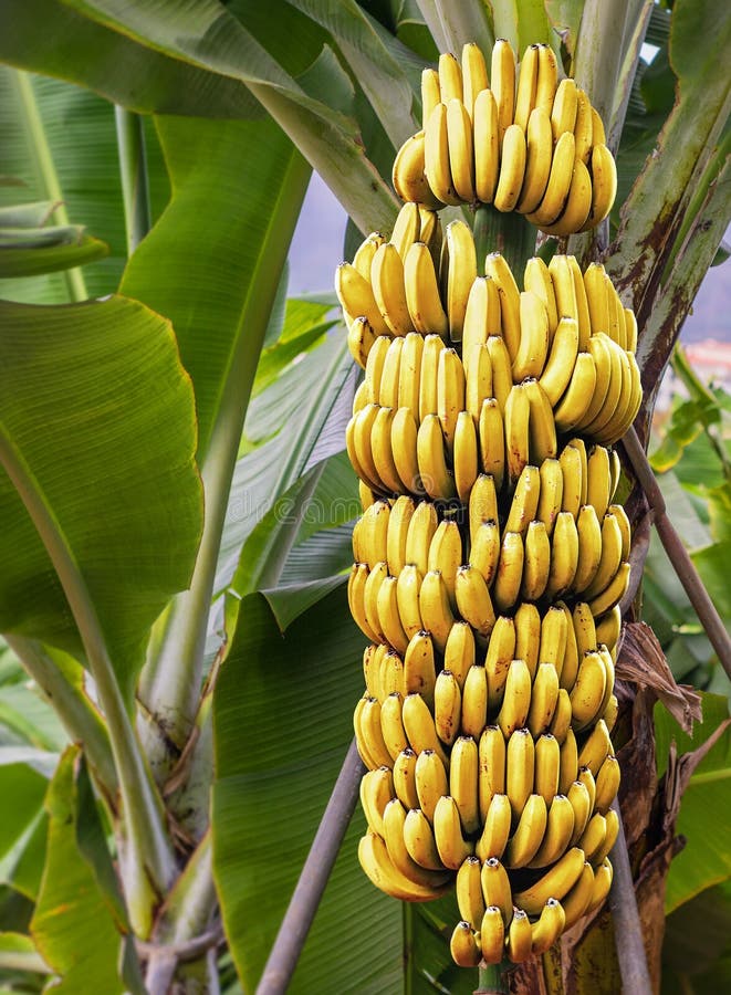 Bananträd med en grupp av mogna bananer fotografering för bildbyråer
