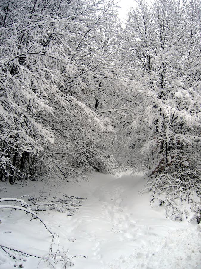 A path opening in the forest covered in snow. A path opening in the forest covered in snow.
