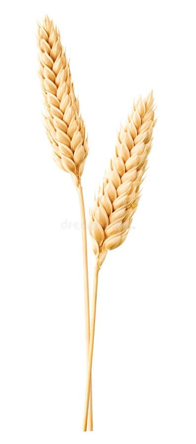Banatka zdjęcia stock Banatka zdjęcia stock