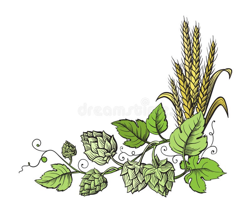 Banatki i piwa chmiel rozgałęziają się z pszenicznymi ucho, liśćmi i chmiel rożkami