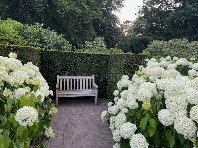 Banc blanc près de belles fleurs d'hydrangea dans le parc. aménagement du paysage images libres de droits