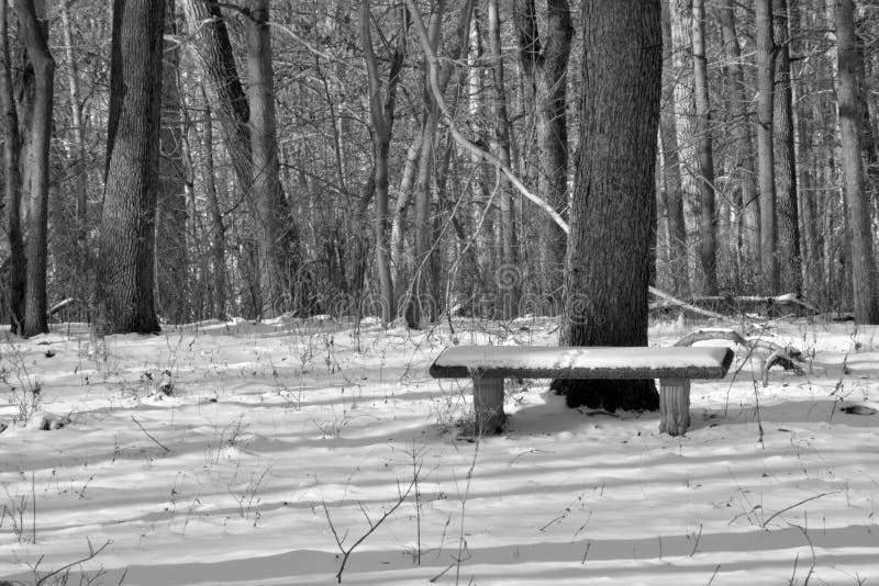 Banc couvert par neige dans la forêt images libres de droits Banc couvert par neige dans la forêt images libres de droits