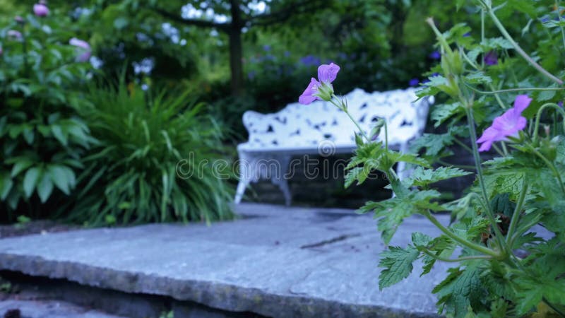 Banc dans le jardin pour la relaxation Le mouvement d'appareil-photo du champ de buissons des fleurs pourpres, donne l'occasion d