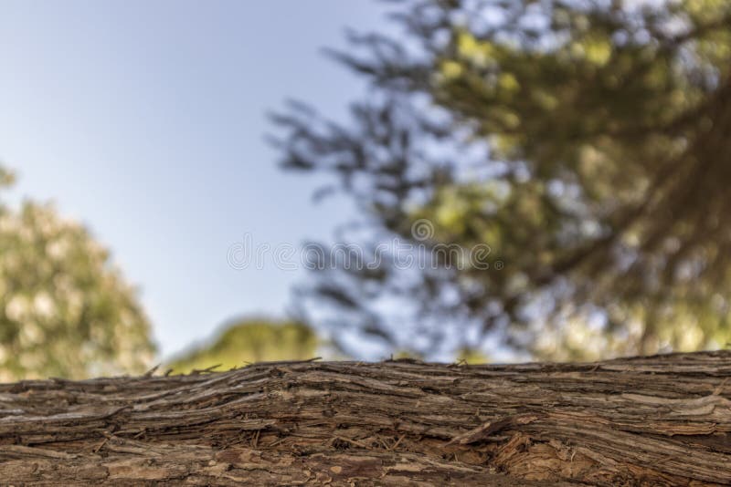 Banc dans le tronc en bois avec la forêt à l'arrière-plan brouillé