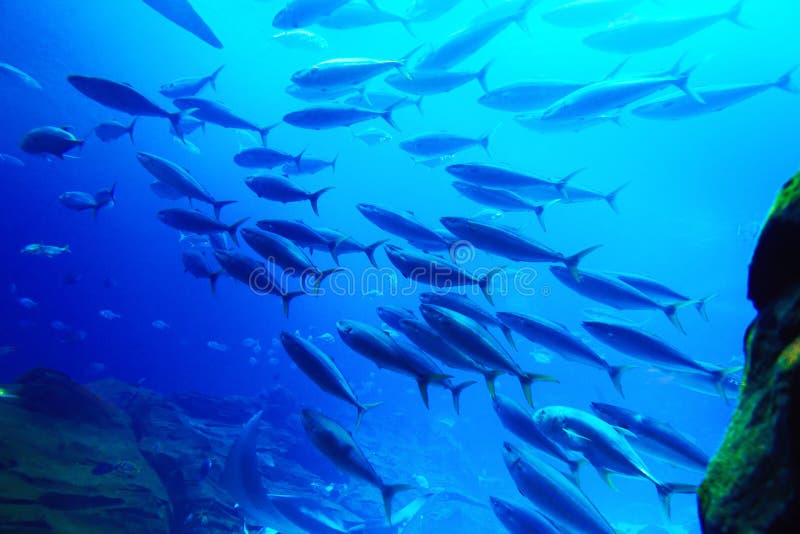 Banc de poissons photos libres de droits Banc de poissons photos libres de droits