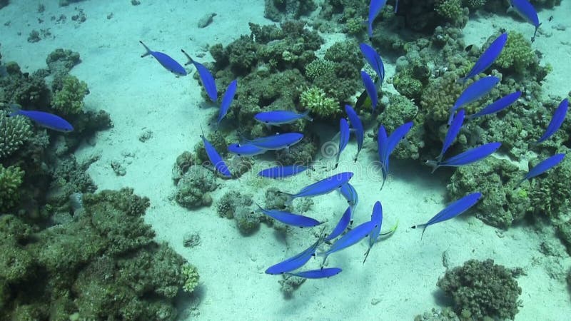 Banco de areia de peixes azuis em Coral Reef