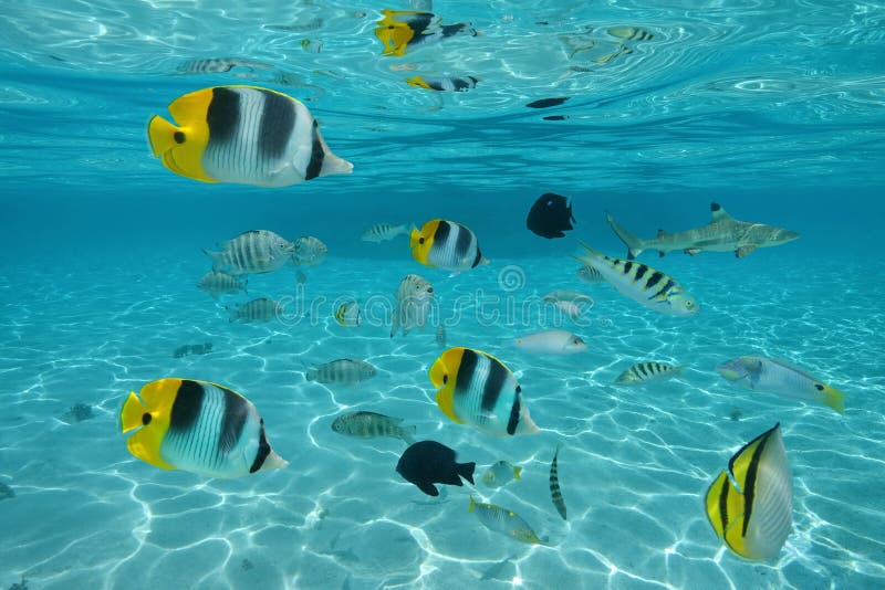 Shoal of tropical fishes in shallow water between sandy seabed and water surface, Pacific ocean, French Polynesia. Shoal of tropical fishes in shallow water between sandy seabed and water surface, Pacific ocean, French Polynesia