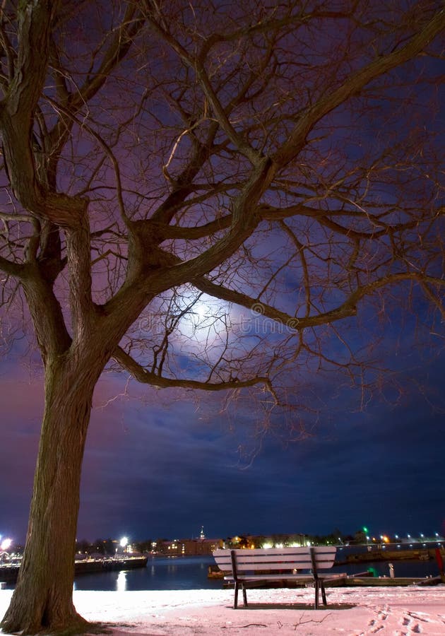 Banco di sosta, albero, lungomare e cielo notturno blu. immagine stock Banco di sosta, albero, lungomare e cielo notturno blu. immagine stock