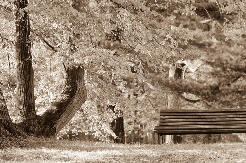 Banco vacío en la orilla del lago Imagen de la soledad, pero también de la paz imágenes de archivo libres de regalías Banco vacío en la orilla del lago Imagen de la soledad, pero también de la paz imágenes de archivo libres de regalías