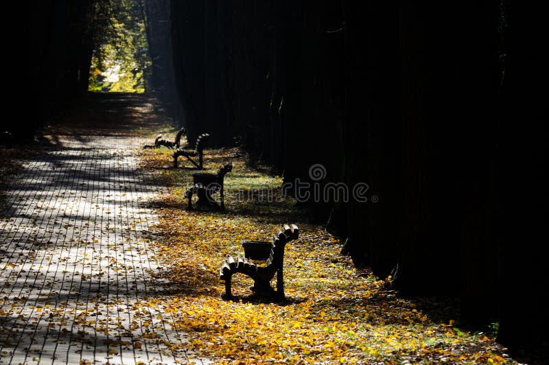 Empty wooden benches along a tiled pathway in the park in autumn with plenty of fallen yellow leaves on the ground. Empty wooden benches along a tiled pathway in the park in autumn with plenty of fallen yellow leaves on the ground