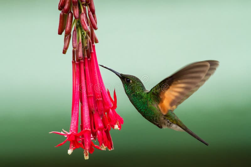 Band-tailed Barbthroat hovering next to red flower in garden, bird from mountain tropical forest, Savegre, Costa Rica