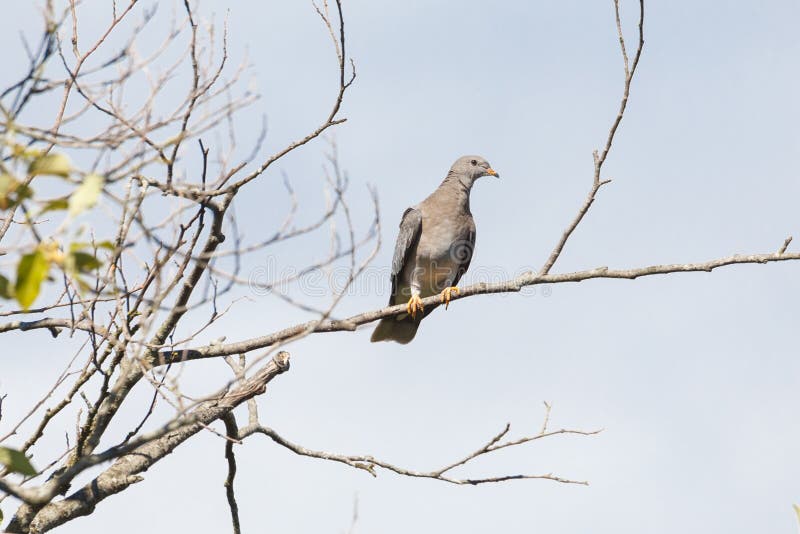 Band tailed pigeon perched on treetop, Vancouver Canada. Band tailed pigeon perched on treetop, Vancouver Canada