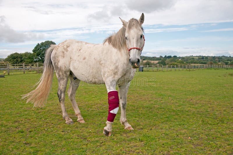 Bandaged Foreleg