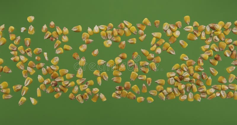 Bande de grain de maïs isolée sur écran vert. vue supérieure. banque de vidéos