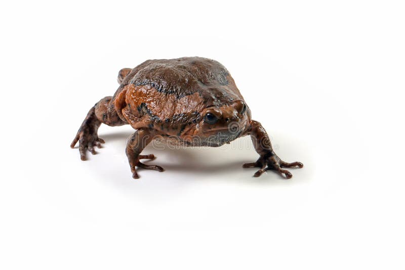 Banded bullfrog Kaloula pulchra closeup