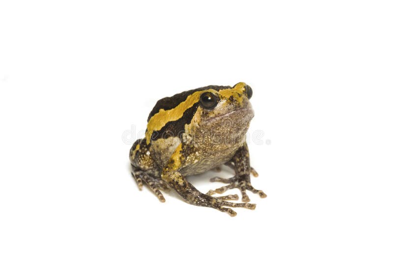Banded Bullfrog [Asian Painted Frog] Stock Photo Image of curiosity