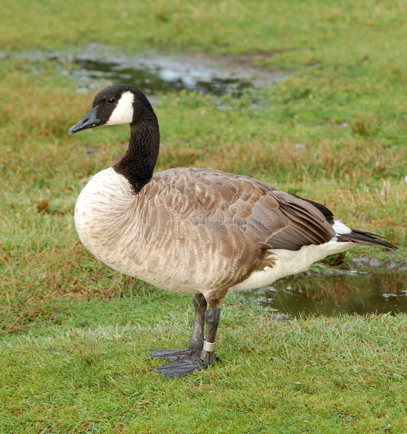 Banded Canada goose stock image. Image of branta, plumage - 10340011