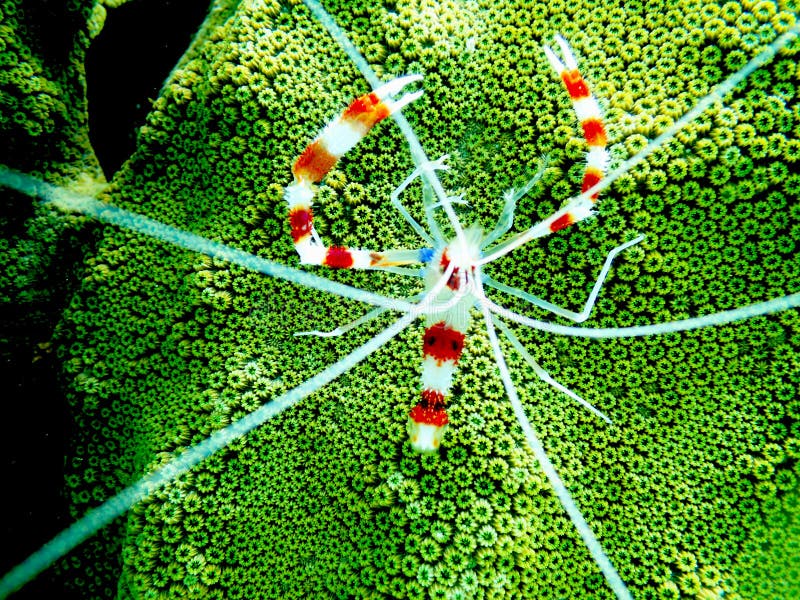 Banded coral shrimp in Bonaire