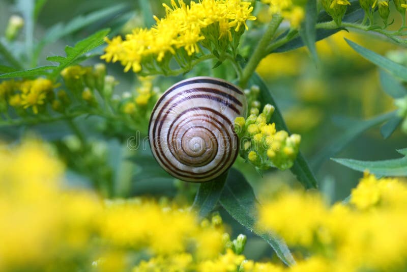 Banded Garden Snail