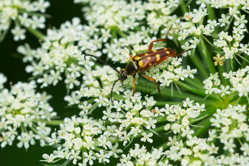 Banded Longhorn Beetle - Typocerus velutinus