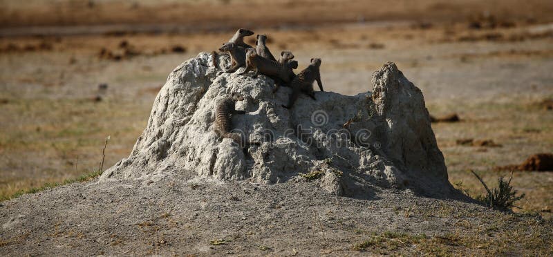 Banded Mongoose stopped to look at us on Safari