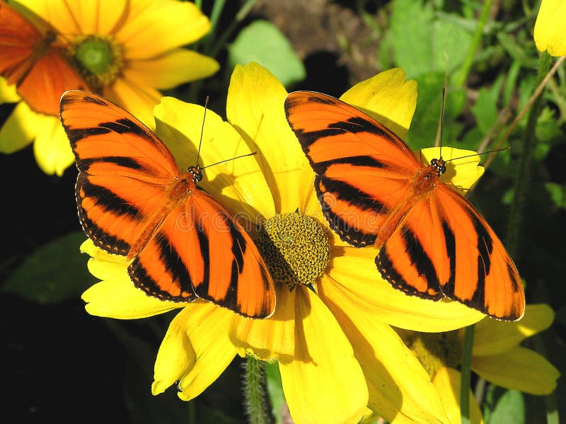 Un par de rayas naranja mariposas calentando arriba.