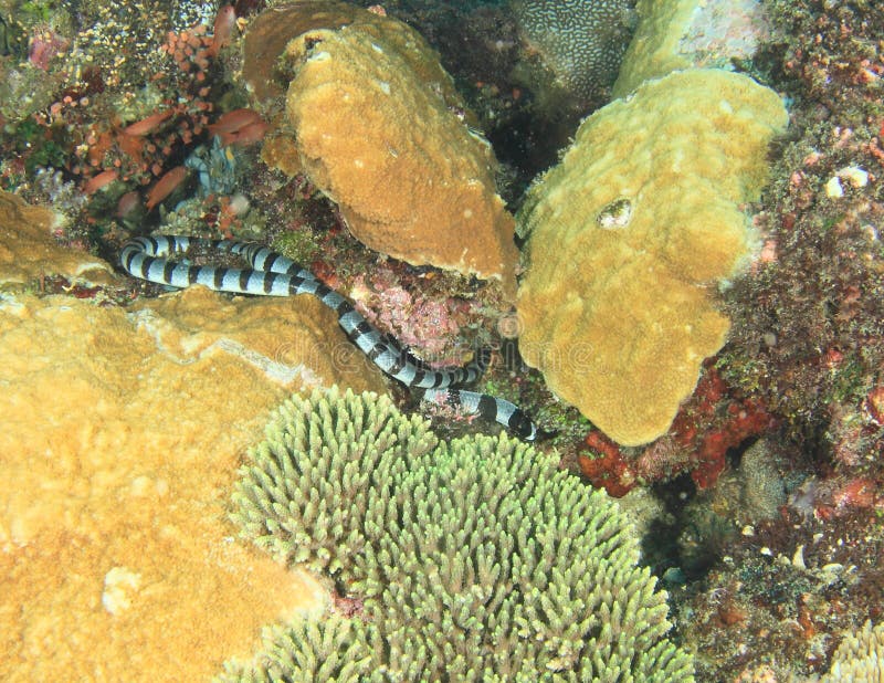 Banded sea snake