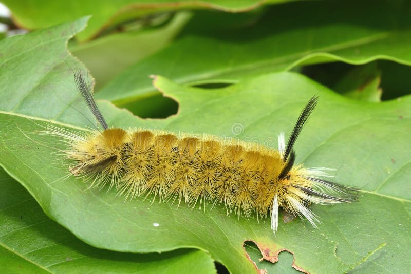 Banded Tussock Moth Caterpillar