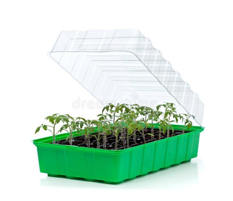 Bandeja de la germinación con los pequeños almácigos del tomate fotografía de archivo libre de regalías Bandeja de la germinación con los pequeños almácigos del tomate fotografía de archivo libre de regalías