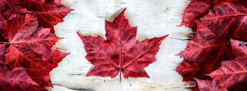 A Canada flag made from real red maple leafs on a birch bark background. Scaled to fit Facebook banner dimensions. A Canada flag made from real red maple leafs on a birch bark background. Scaled to fit Facebook banner dimensions.