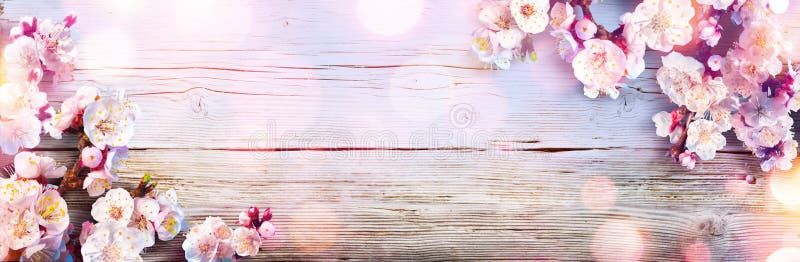 Spring Banner - Pink Blossoms On Wooden Plank. Spring Banner - Pink Blossoms On Wooden Plank