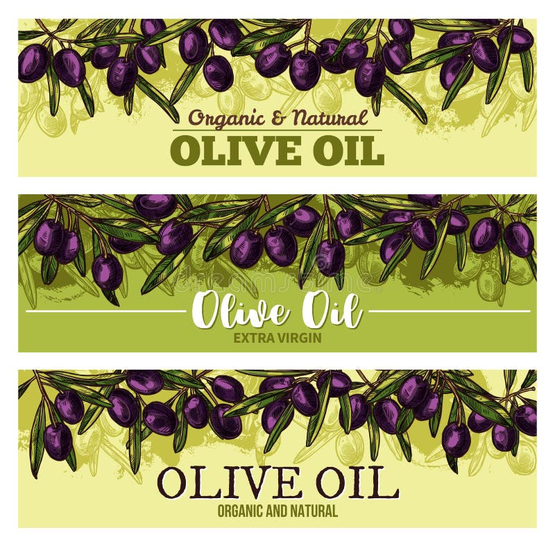Bandera del aceite de oliva con la frontera de la fruta negra, hoja ilustración del vector Bandera del aceite de oliva con la frontera de la fruta negra, hoja ilustración del vector
