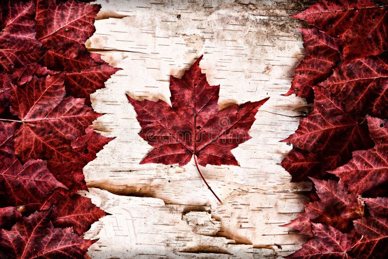 The image of the flag of Canada constructed entirely out of genuine maple leaves and white birch bark from species native to that country. The image of the flag of Canada constructed entirely out of genuine maple leaves and white birch bark from species native to that country.