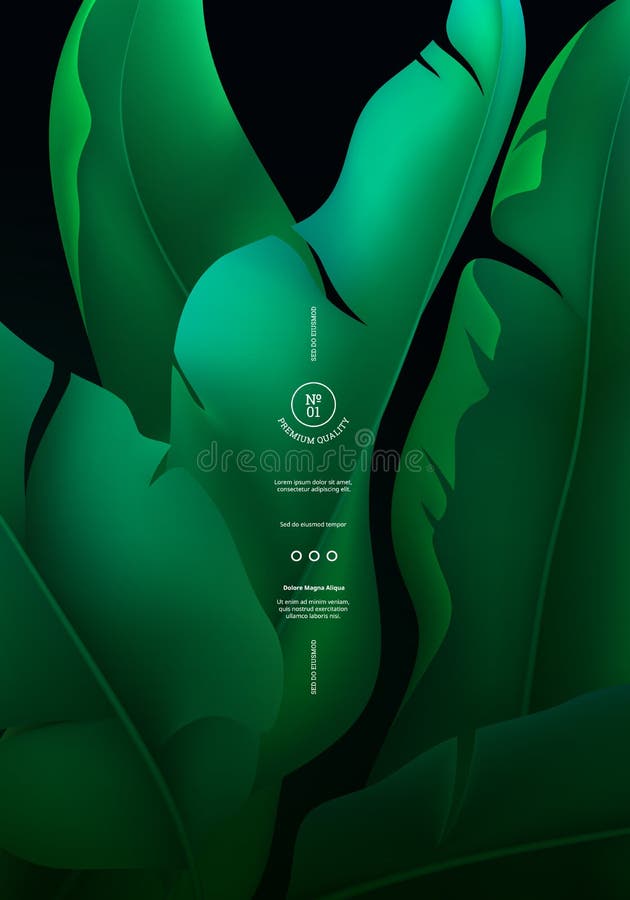 Bandera tropical del vector con las hojas del árbol de plátano Selva minimalista BG Fondo exótico con las hojas de palma ilustración del vector Bandera tropical del vector con las hojas del árbol de plátano Selva minimalista BG Fondo exótico con las hojas de palma ilustración del vector