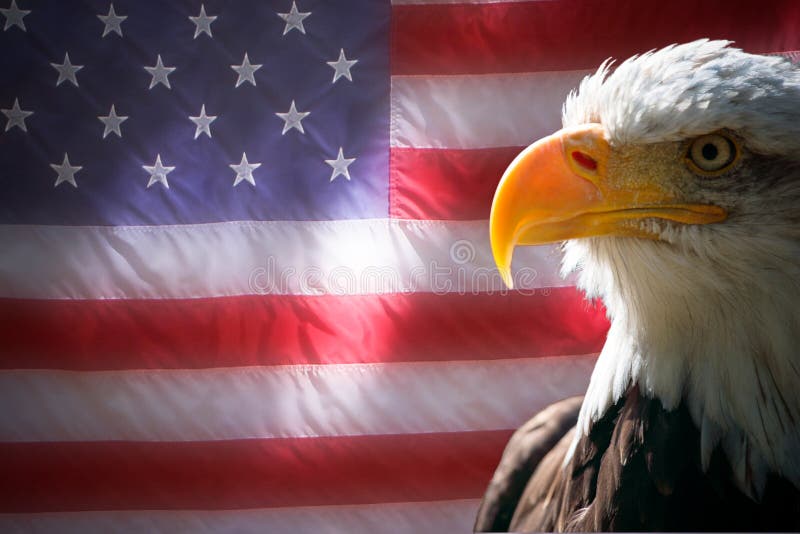 Bandiera americana ed aquila Bandiera americana ed aquila