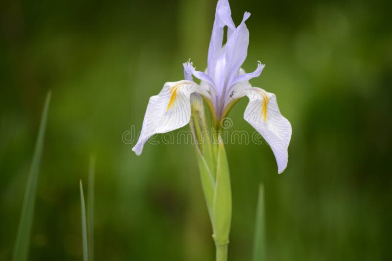 Bandiera blu Iris Wildflowers nelle montagne della gamma di Snowy, Wyoming immagini stock libere da diritti