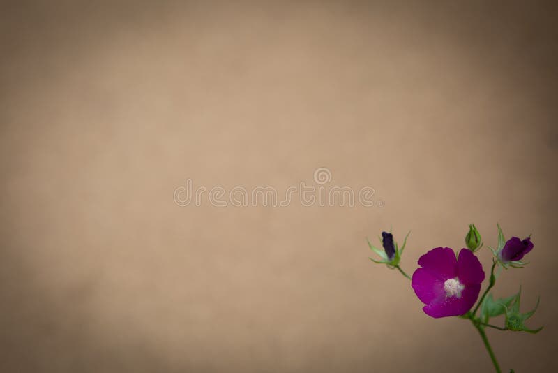 Bandiera dei fiori Background immagini stock Bandiera dei fiori Background immagini stock
