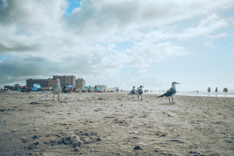 Bando de muitas grandes gaivotas na praia oceânica na Flórida EUA Fauna americana de aves, perto do Golfo do México, na costa are fotografia de stock Bando de muitas grandes gaivotas na praia oceânica na Flórida EUA Fauna americana de aves, perto do Golfo do México, na costa are fotografia de stock