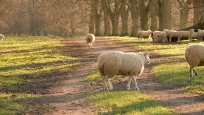 Bando De Ovelhas Caminhando Em Um Caminho Com árvores Em Uma