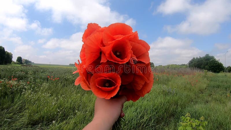 Bandröda poppies i handblå himmelvita moln gröna fältträd sommardag lager videofilmer