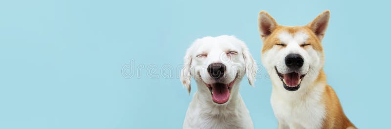 Baner dwa uśmiechnięte psy z radosnym wyrazem. i zamkniętymi oczami. izolowany na niebieskim tle zdjęcie royalty free
