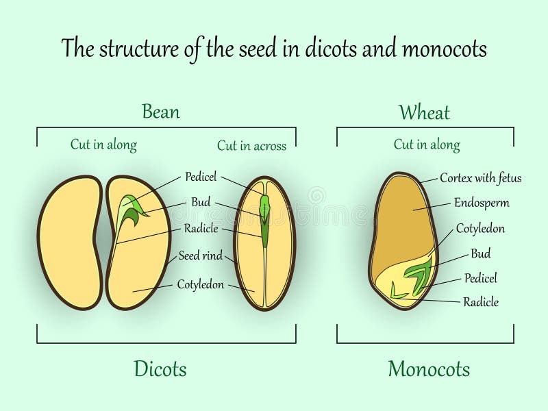 Baner för vektorutbildningsbotanik, strukturmonocot och dicotväxtfrö i snittavsnitt Åkerbruk biologivetenskapsillustration vektor illustrationer Baner för vektorutbildningsbotanik, strukturmonocot och dicotväxtfrö i snittavsnitt Åkerbruk biologivetenskapsillustration vektor illustrationer
