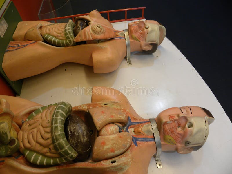 Bangalore, il Karnataka, India - 8 settembre 2009 modelli fittizi per descrivere il maschio e l'anatomia umana femminile fotografia stock libera da diritti Bangalore, il Karnataka, India - 8 settembre 2009 modelli fittizi per descrivere il maschio e l'anatomia umana femminile fotografia stock libera da diritti