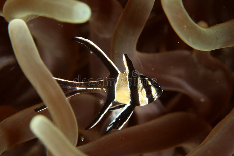 Banggai Cardinal fish royalty free stock photography