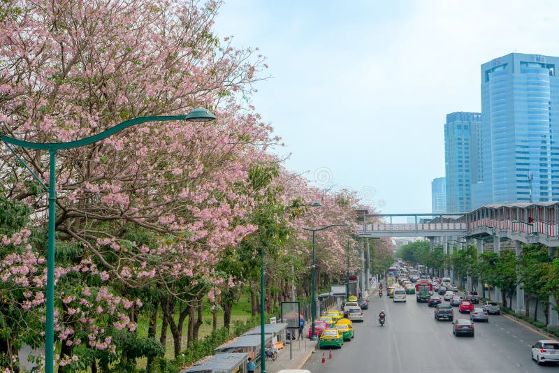 Bangkok, Tajlandia-4 kwietnia 2019: Różowy kwiat drzewa trąbki, znany jako Pink Tecoma lub Tabebuia rosea kwitną wiosną fotografia royalty free Bangkok, Tajlandia-4 kwietnia 2019: Różowy kwiat drzewa trąbki, znany jako Pink Tecoma lub Tabebuia rosea kwitną wiosną fotografia royalty free