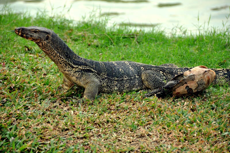 Close-up Of A Komodo Dragon On Field