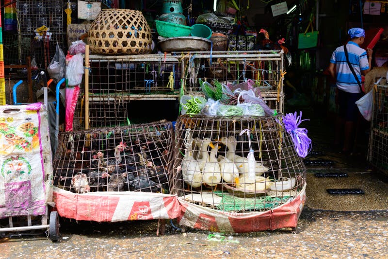 Bangkok, Thailand - October 29, 2019 : Live Ducks and Chickens for Sale at  Khlong Toei Market Editorial Stock Image - Image of animal, duck: 163257389