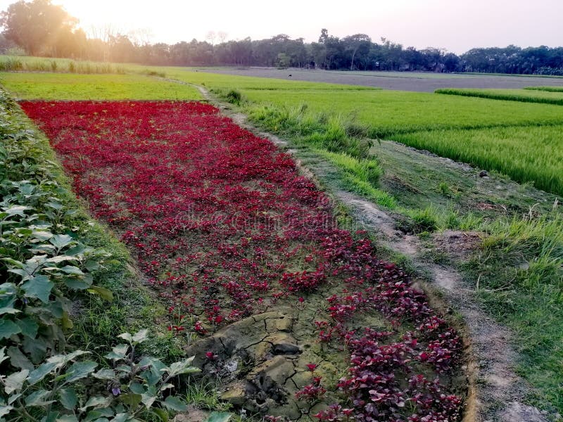 Bangladesh village vegetables field cultivated