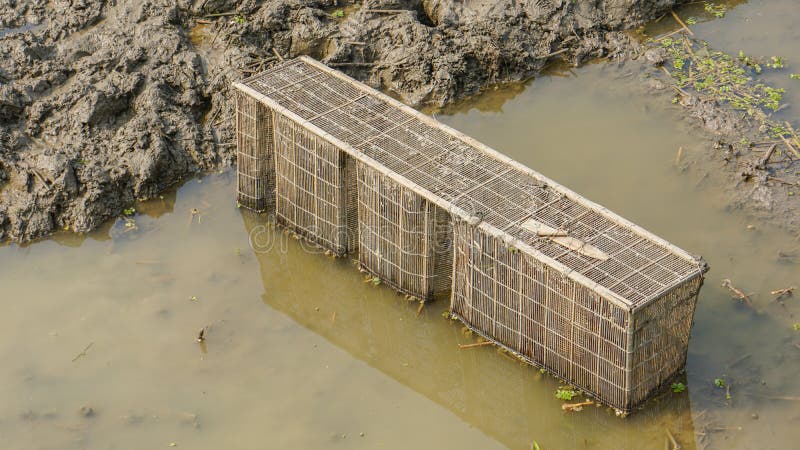 335 Bamboo Fish Cage Stock Photos - Free & Royalty-Free Stock Photos from  Dreamstime