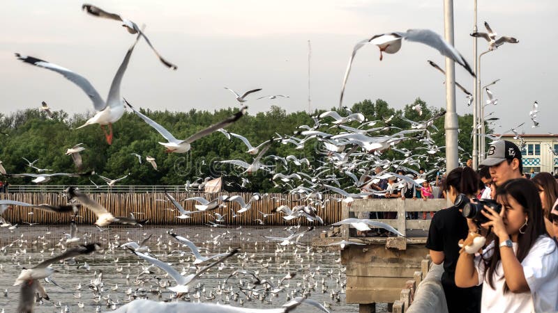 Bangpu, Thailand. January 15 - 2018: View of people and seagulls flying over the sea at Bangpu Recreation Center, Thailand